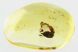 Detailed Fossil Male Marsh Beetle (Scirtidae) in Baltic Amber #310862-1